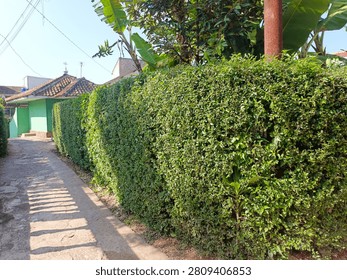 Sunlit pathway bordered by neatly trimmed tall green hedge leading through a quiet garden area