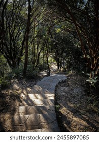 Sunlit Pathway Through the Dense Forest