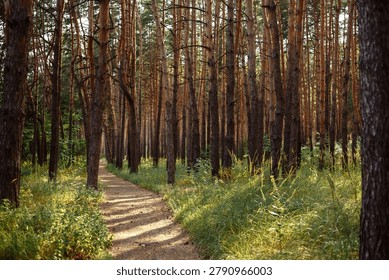 Sunlit Pathway Through A Dense Pine Forest With Tall Vertical Tree Trunks In Late Afternoon Sunlight