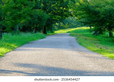 Sunlit Pathway Through Greenery in a Peaceful Park - Powered by Shutterstock