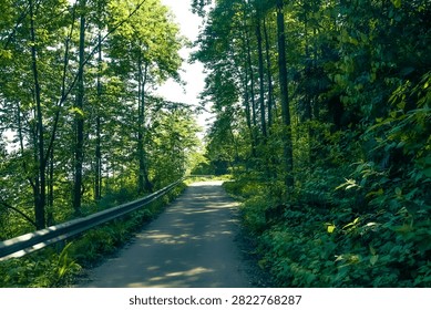 Sunlit paved path winding through a dense green forest with tall trees, roadside guardrail, and tranquil summer atmosphere.