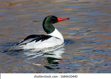 Sunlit photos of male common merganser showing feather and bill detail