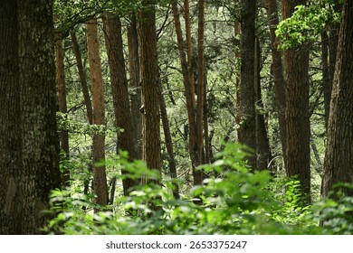 Sunlit pine forest with dense tree trunks and green undergrowth