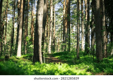 Sunlit pine forest with a dirt path winding through tall trees and green undergrowth