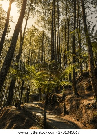 Sunlit Pine Forest Pathway with Lush Ferns and Tropical Woodland Scenery