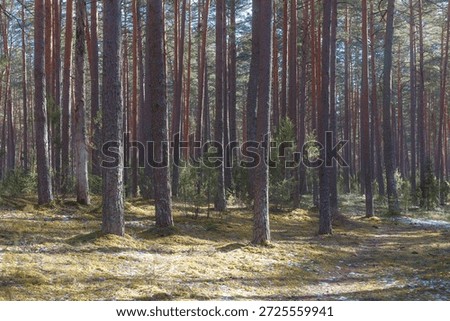 Sunlit pine forest with sparse snow on ground.