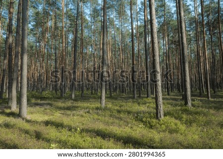 Sunlit pine forest with tall trees and green woodland vegetation, tranquil natural landscape featuring dense conifer woodland, sustainable forestry, wilderness and outdoor nature scenery
