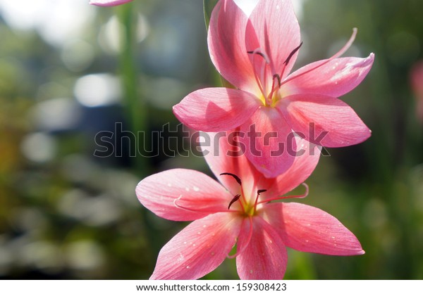 Sunlit Pink Flowers Stock Photo Edit Now 159308423 Sunlit Pink Flowers Stock Photo Edit Now 159308423