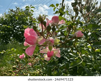 Sunlit pink roses gently bloom under a clear blue sky, their soft petals contrasted against the vivid backdrop of green leaves and distant foliage - Powered by Shutterstock