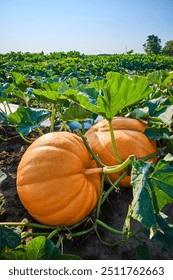 Sunlit Pumpkin Patch with Vibrant Foliage Eye-Level View
