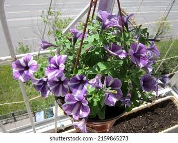     A sunlit purple starfish petunia grows in a hanging planter on an outdoor balcony. Beautiful spring photo. Urban balcony gardening as a lifestyle.                          