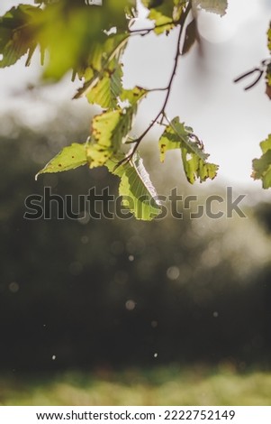 Sunlit rain drops falling over a green grass field on early autumn evening, close up of a tree branch with green leaves