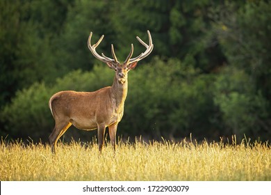 Sunlit red deer, cervus elaphus, stag with new antlers growing facing camera in summer nature. Alert herbivore from side view with copy space. Wild animal with brown fur observing on hay field. - Shutterstock ID 1722903079