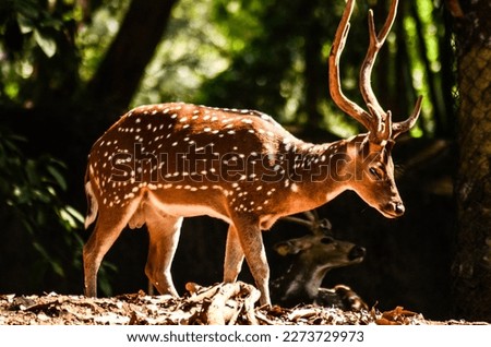 Sunlit red deer, cervus elaphus, stag with new antlers growing facing camera in summer nature.