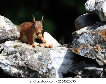 Sunlit Red Squirrel, Scotland UK
