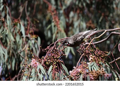 Sunlit Red Wattlebird Leaning Forward While Perched In A Flowering Gum Tree