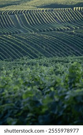 Sunlit rows of grapevines form a mesmerizing pattern across the rolling hills, showcasing the meticulous organization of a lush vineyard landscape.