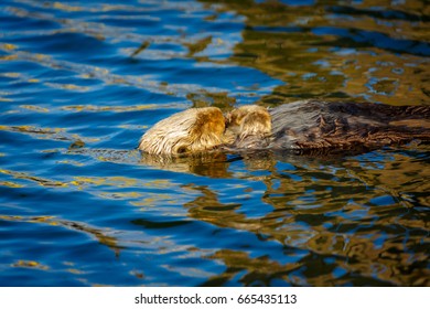 Sunlit Sea Otter Sleeping Peacefully In Bright Blue Ocean