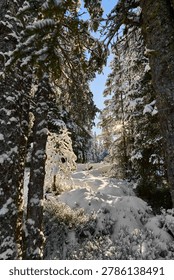 Sunlit snowy forest path with pine trees and fresh winter snow in peaceful woodland