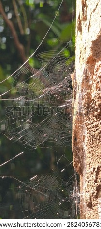 Sunlit spiderweb attached to tree bark with colorful light refractions in a tropical forest