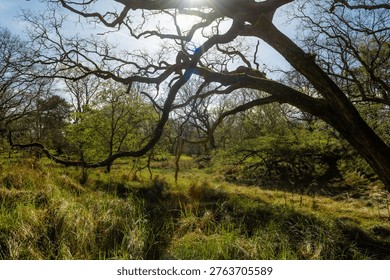 A sunlit, sprawling tree with twisted branches dominates a grassy field near Wassenaar, Netherlands.