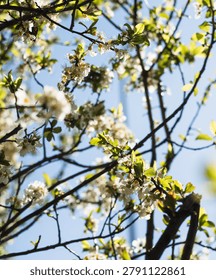 Sunlit spring branches covered with delicate white blossoms and fresh green leaves against a clear blue sky, creating a bright seasonal background with natural depth and airy mood.