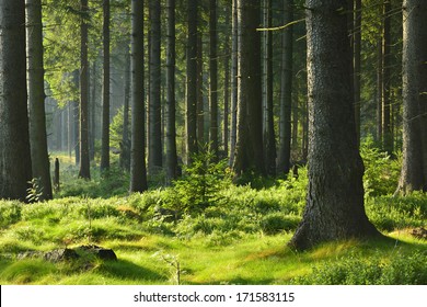 Sunlit Spruce Tree Forest 