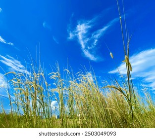 Sunlit tall grass sways in the gentle breeze under a vibrant blue sky dotted with wispy clouds. The scene captures the essence of a peaceful, warm day in nature, with a sense of calm and serenity. - Powered by Shutterstock