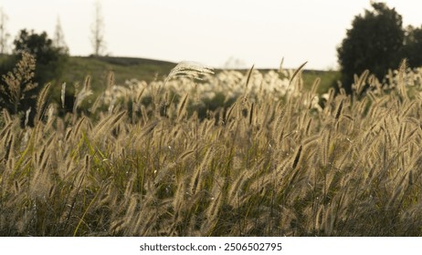 Sunlit tall grasses sway gently, casting golden hues across a tranquil landscape with distant trees and an overcast sky. - Powered by Shutterstock