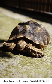 Sunlit Tortoise Shell: Close-up of a Tortoise Partially Hidden, 