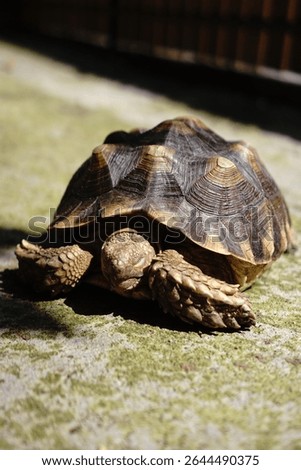Sunlit Tortoise Shell: Close-up of a Tortoise Partially Hidden, 