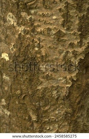 Sunlit tree barkconsisting of reds on contrasting dark and golden brown areas 