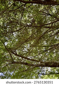 Sunlit tree canopy with interwoven branches and green leaves