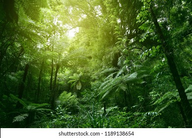 Sunlit Tree Canopy In Tropical Jungle 