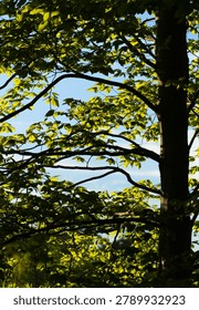 Sunlit tree canopy and trunk