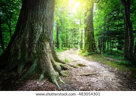 Sunlit Tree Forest