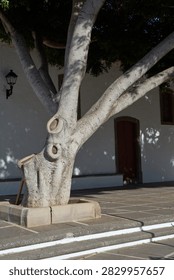 Sunlit tree with thick branches casting shadows on a whitewashed wall and paved plaza in Fataga village.