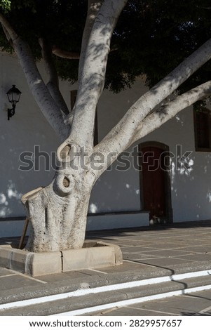 Sunlit tree with thick branches casting shadows on a whitewashed wall and paved plaza in Fataga village.