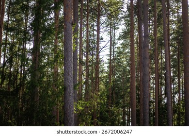 A sunlit view of a dense pine forest filled with tall, straight tree trunks and scattered green branches under clear daylight.