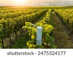 Sunlit vineyard with rows of grapevines stretching into the distance, capturing the essence of winemaking and agriculture. The warm glow of the setting sun adds a serene and picturesque quality.