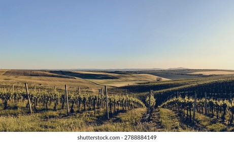 Sunlit vineyard rows on rolling hills at sunset