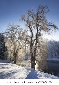 Sunlit Willow Trees In The Snow Near A Pond In The Hudson Valley