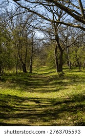 A sunlit, winding path through a leafless woodland near Wassenaar, Netherlands, casting long shadows across the grassy terrain.