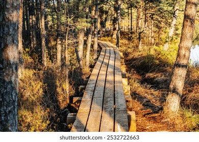 A sunlit wooden boardwalk winds through the swamp, surrounded by proud greenery and plants. The path leads to the shadows, creating a contrast between the light and dark areas. - Powered by Shutterstock