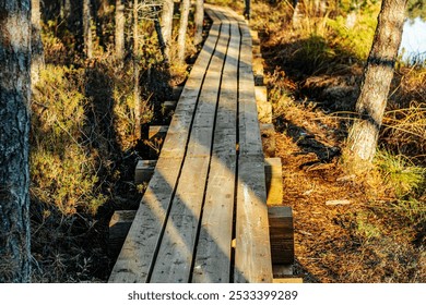 A sunlit wooden boardwalk winds through the swamp, surrounded by proud greenery and plants. The path leads to the shadows, creating a contrast between the light and dark areas. - Powered by Shutterstock