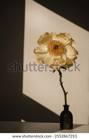 Similar – Image, Stock Photo Shadow play on the face of a woman with red lipstick