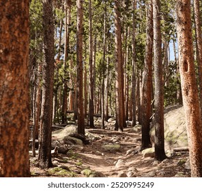 Sunlit Ypsilon Lake Trail pathway through tall Lodgepole pine trees in a serene forest inside of Rocky Mountain National Park, Colorado - Powered by Shutterstock