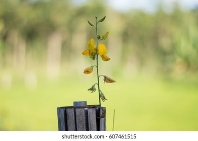 sunn hemp