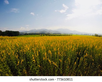 Sunn Hemp (Crotalaria Juncea) Field Nutrition Or Biomass For Agriculture. Beautiful Agriculture Field Landscape In Countryside. Rural Area Travel Background.