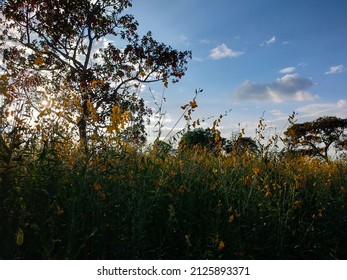 Sunn Hemp In The Evening Field.